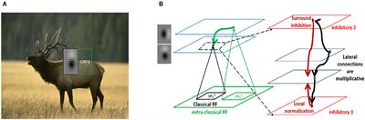 Contextual Integration in Cortical and Convolutional Neural Networks